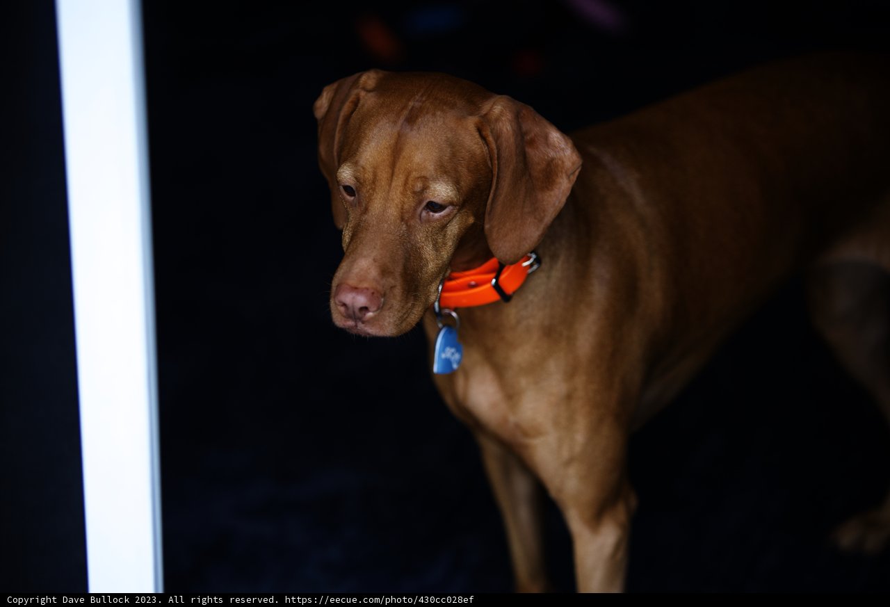Our Loyal Companion at Carmel Valley Ranch