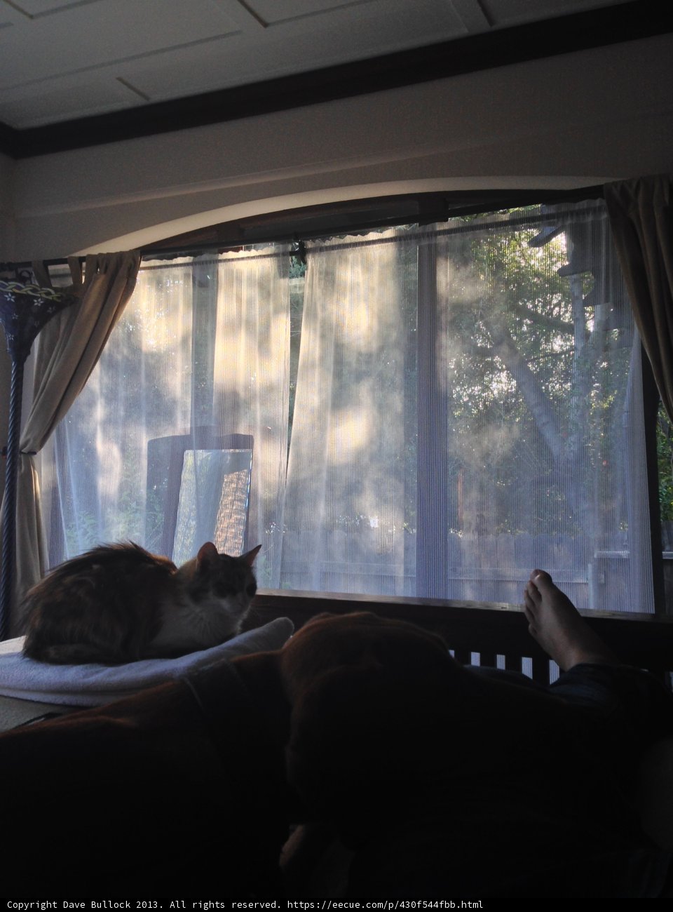 Cozy Cat Nap