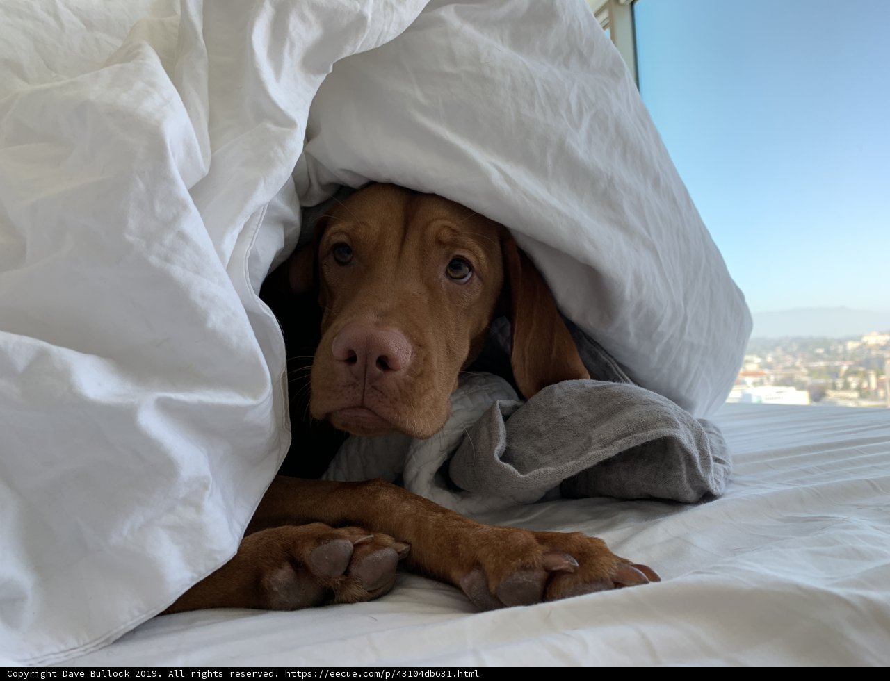 Comfy Canine on California King