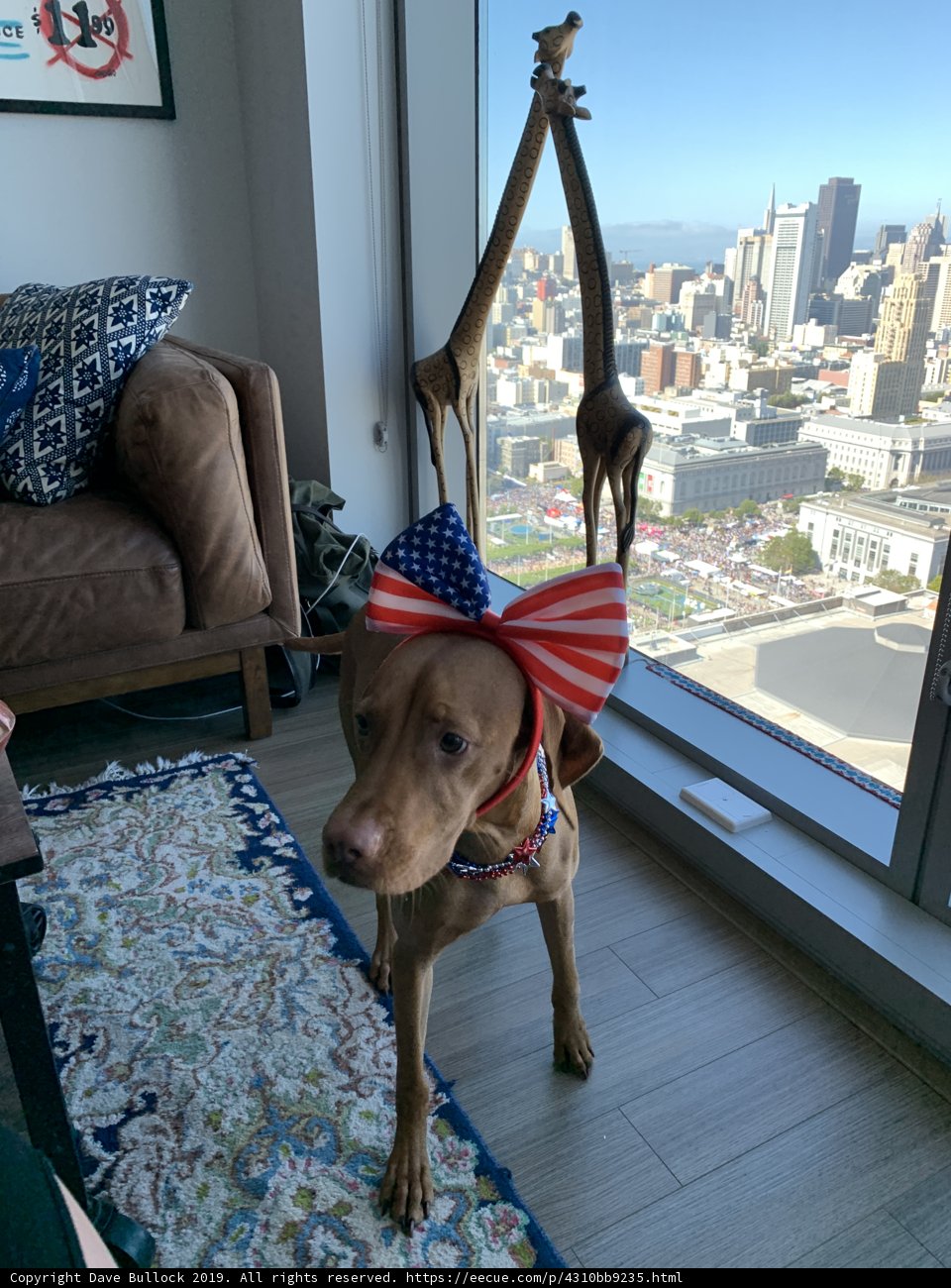 Patriotic Pup