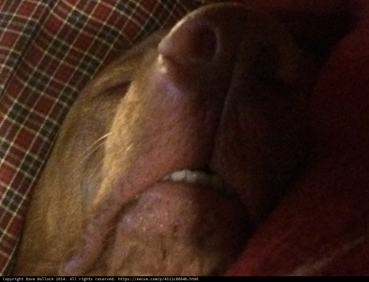 Snoozing Snout