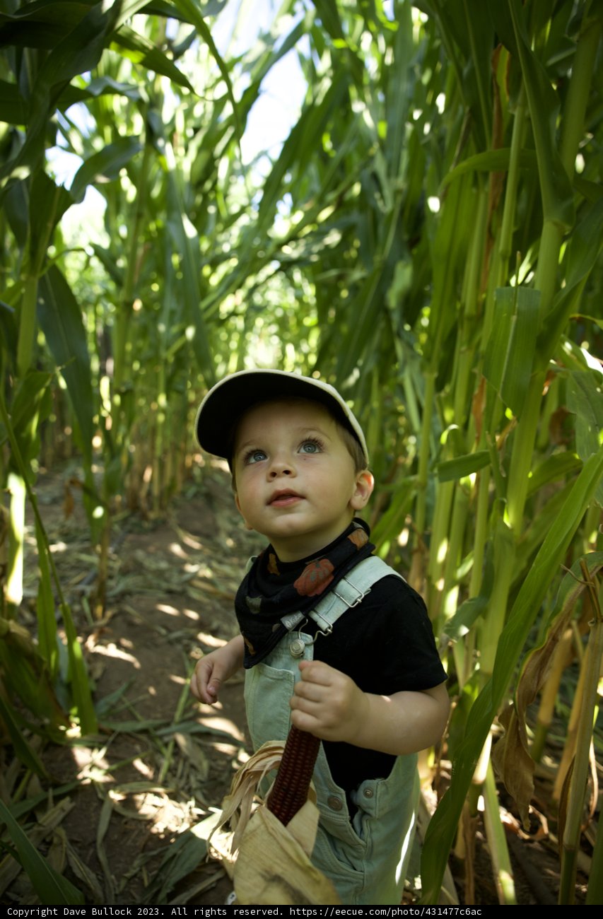 Rustic Charm - A Day in the Cornfield with Wesley