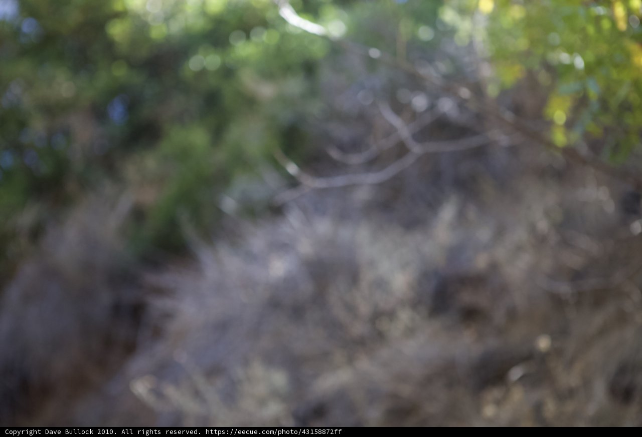 Flight over the Wild Woods