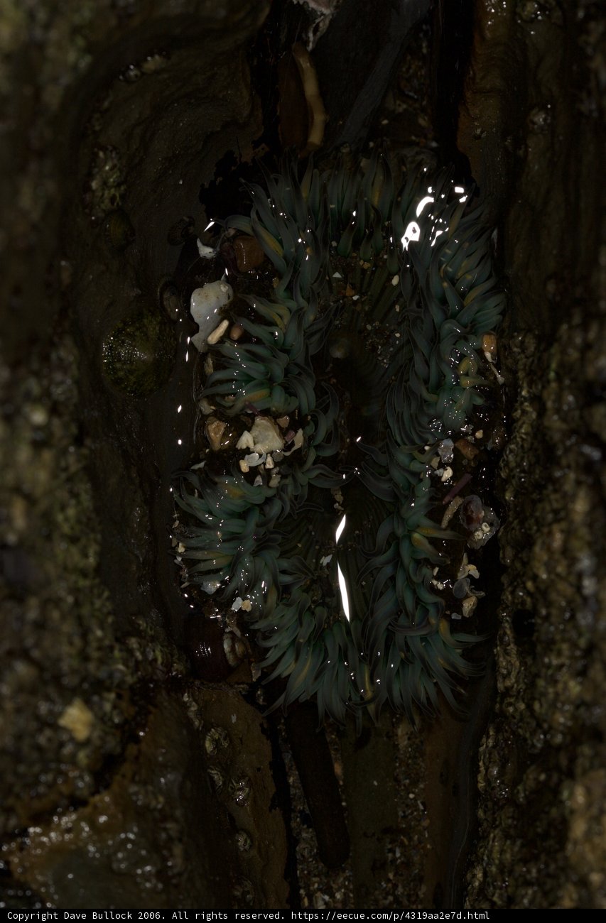 A Sea Urchin Finds a Cozy Rock Hole