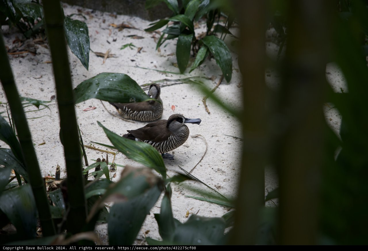 Twin Finches in the Sands of the Animal Kingdom