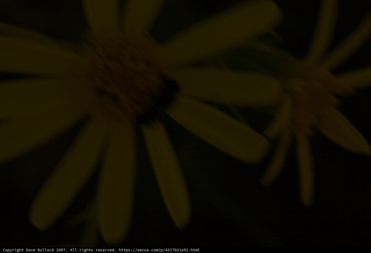 A Bee's Night on the Town