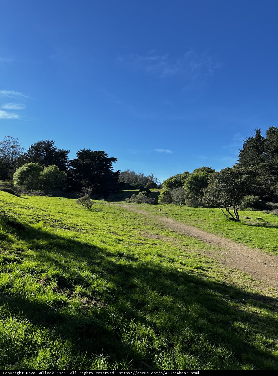 Serene Pathway in the Grassy Field