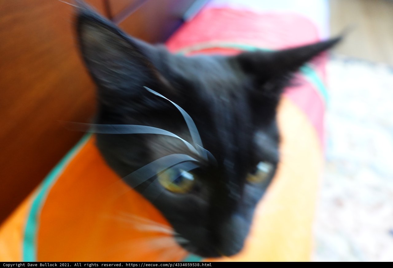 Cat's Gaze