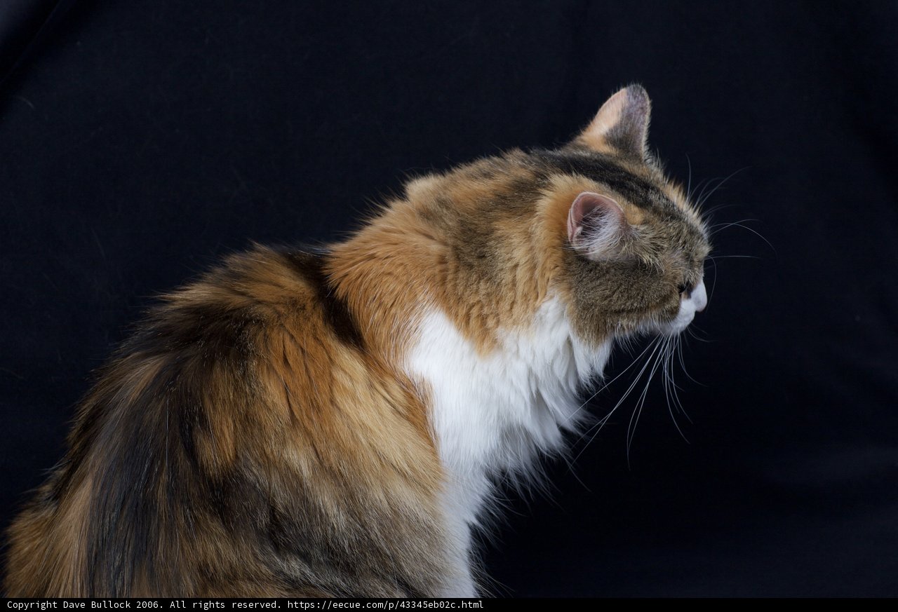 The Regal Manx