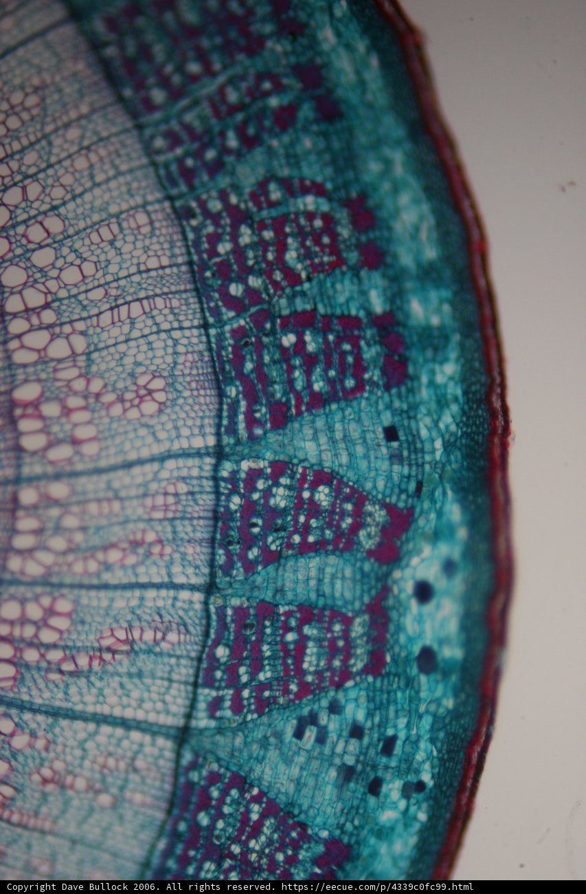 Inner Space: A Close Up of a Plant Cell