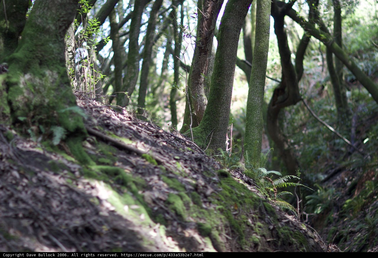 Walk through the Woodland
