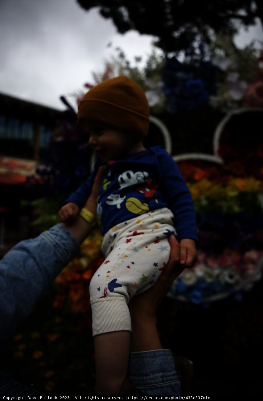 Blossoming Memories at Disneyland