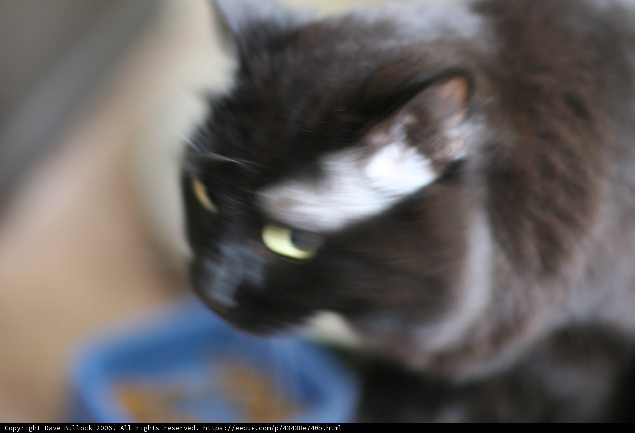 Elegant Feline