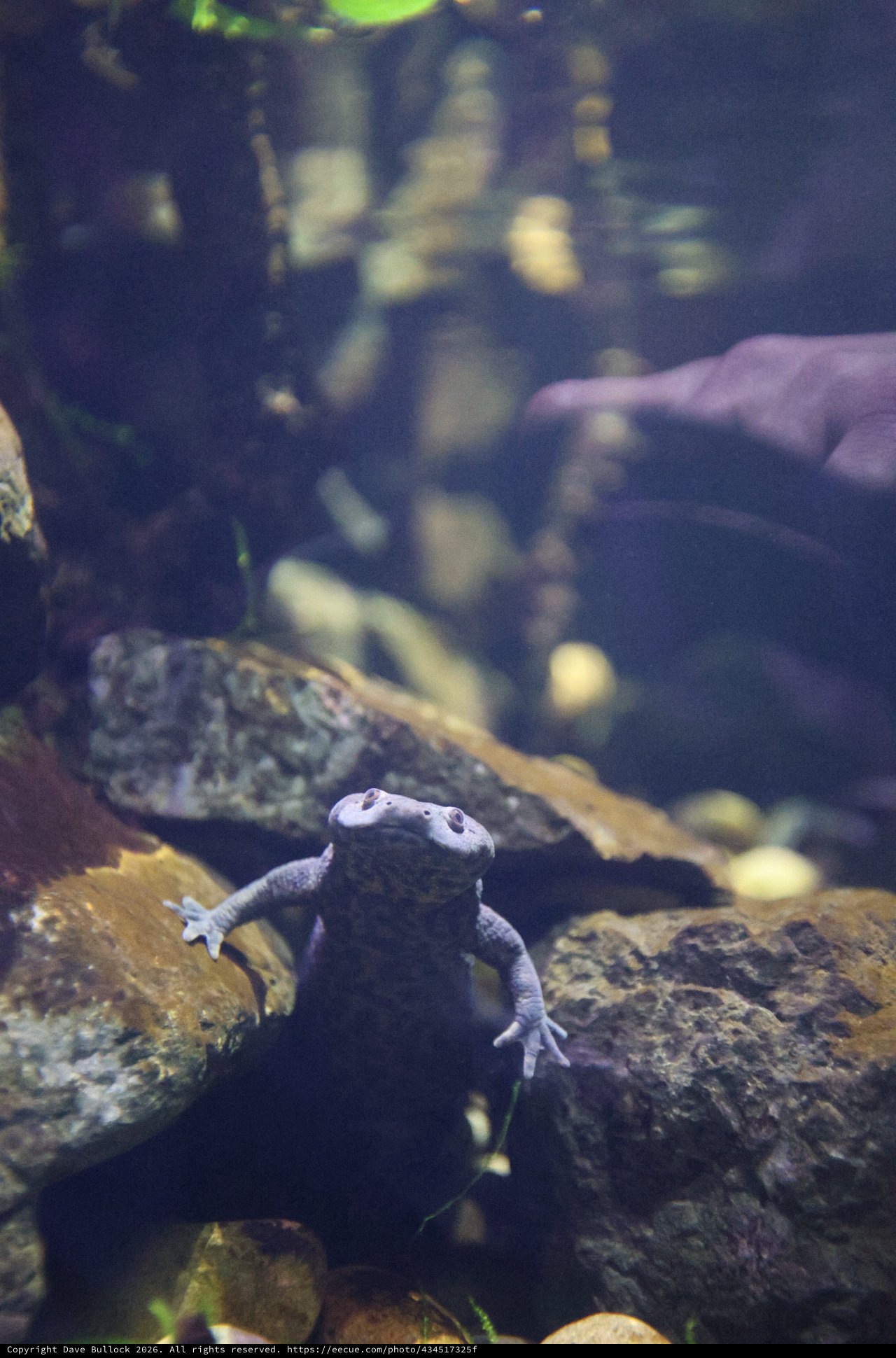 Spotted Salamander Climbing on Submerged Rocks