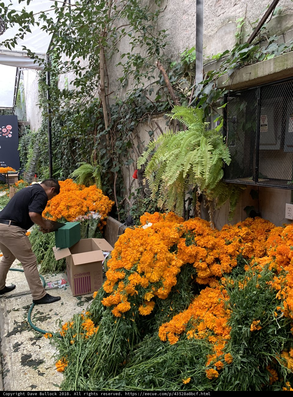 A Day in the Garden