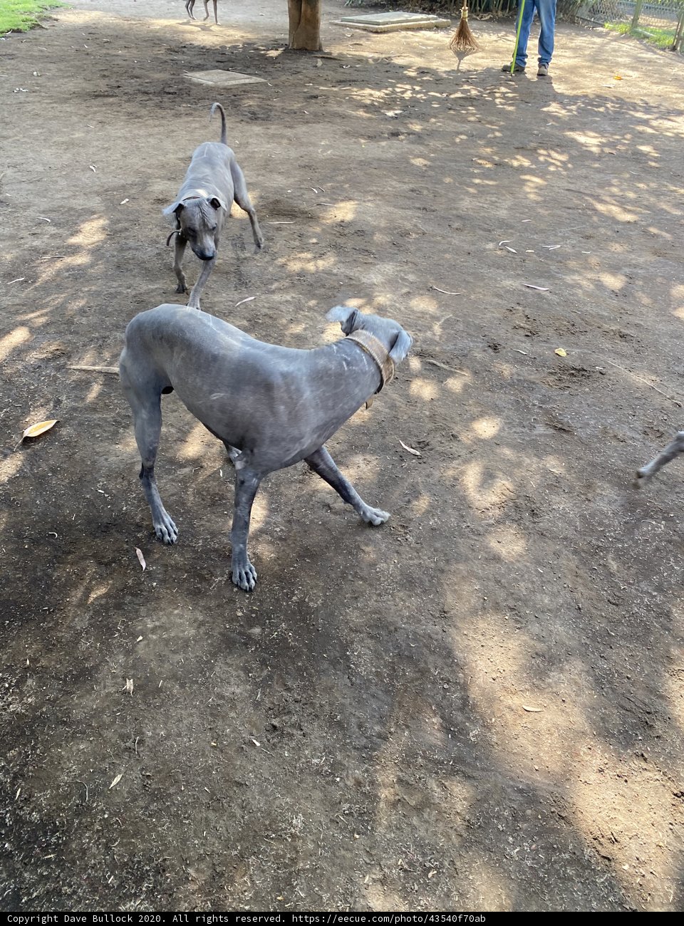 Two Dogs on a Nature Walk