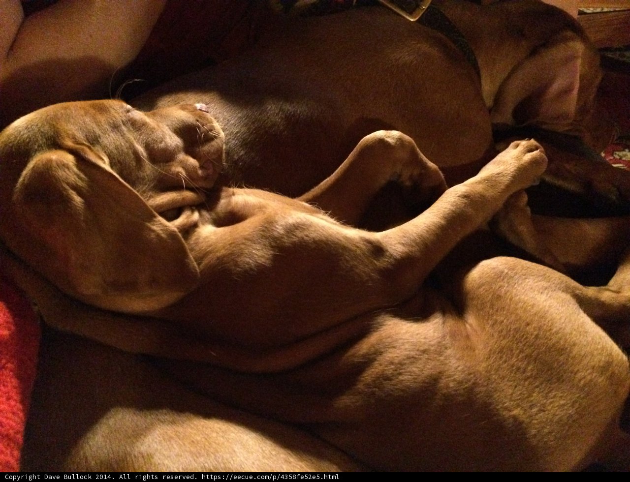 Double the Cuddles
