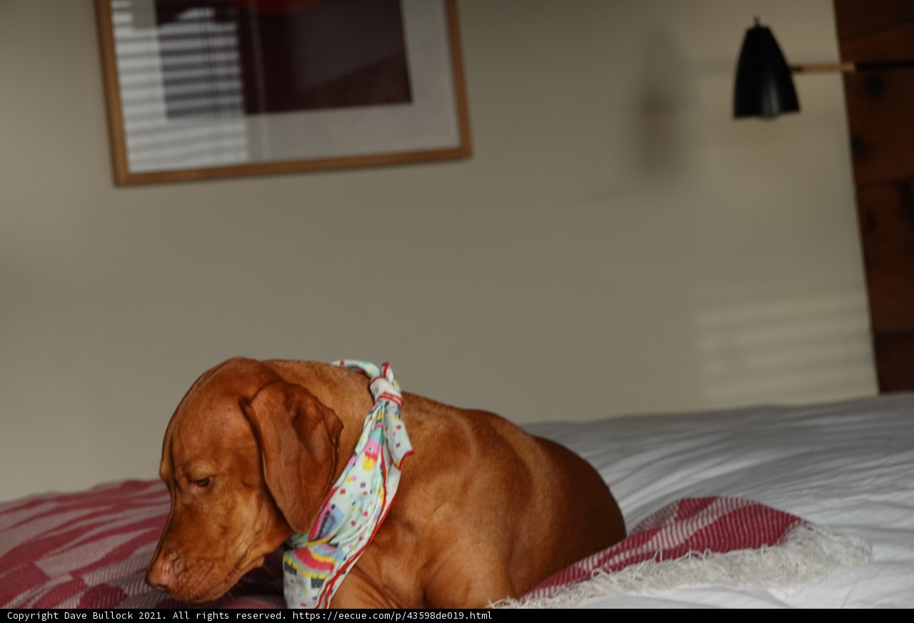 Sweet Dreams with Man's Best Friend