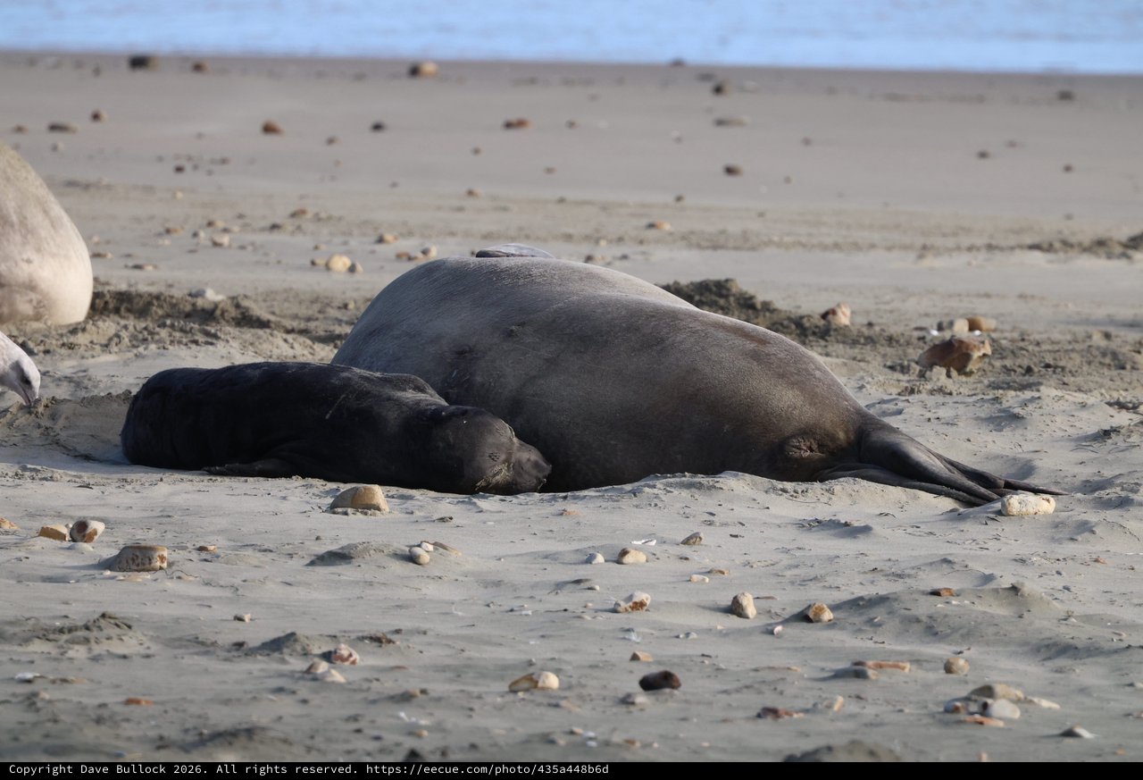 Mother Elephant Seal and Pup Resting on Beach