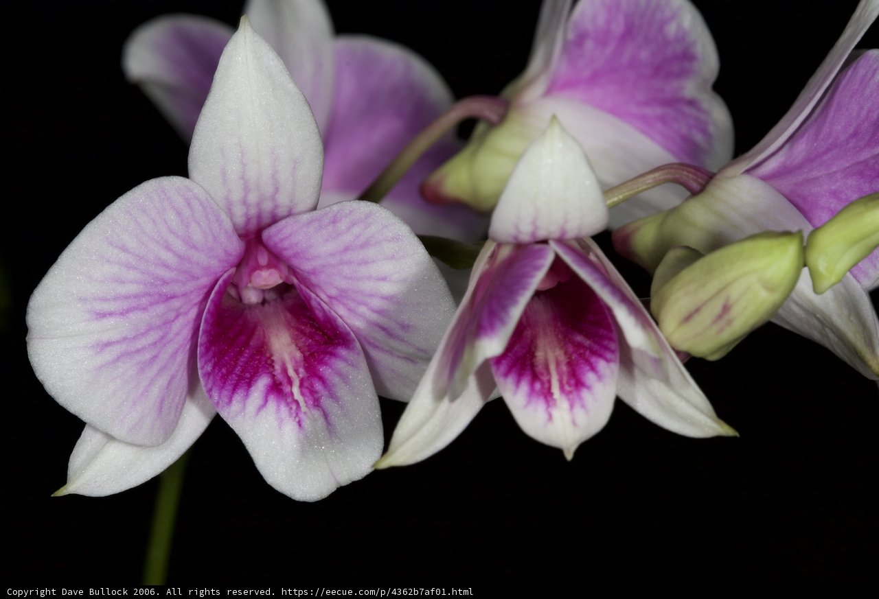 Orchid Blooms