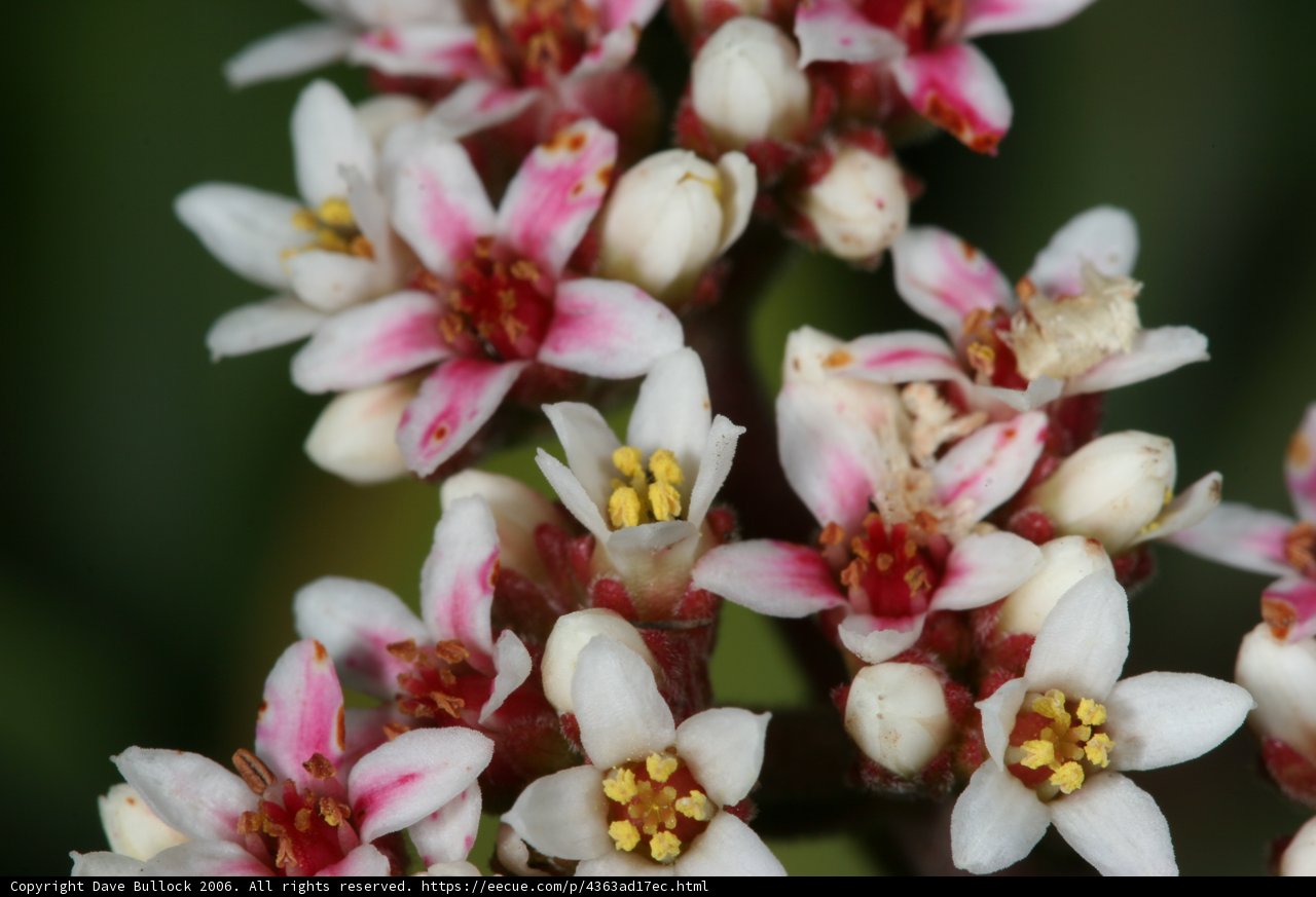 Pink and White Blossom