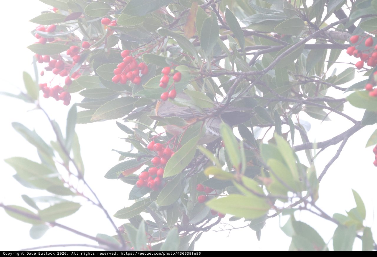 Bird Foraging Among Red Berries in Foggy Light