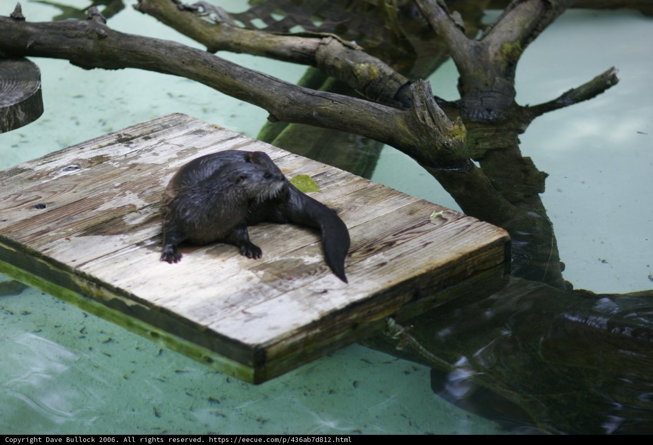 Otter on a Wooden Platform