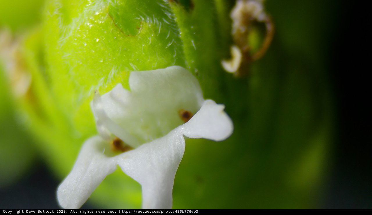 Delicate White Flower Petals in Extreme Macro Detail