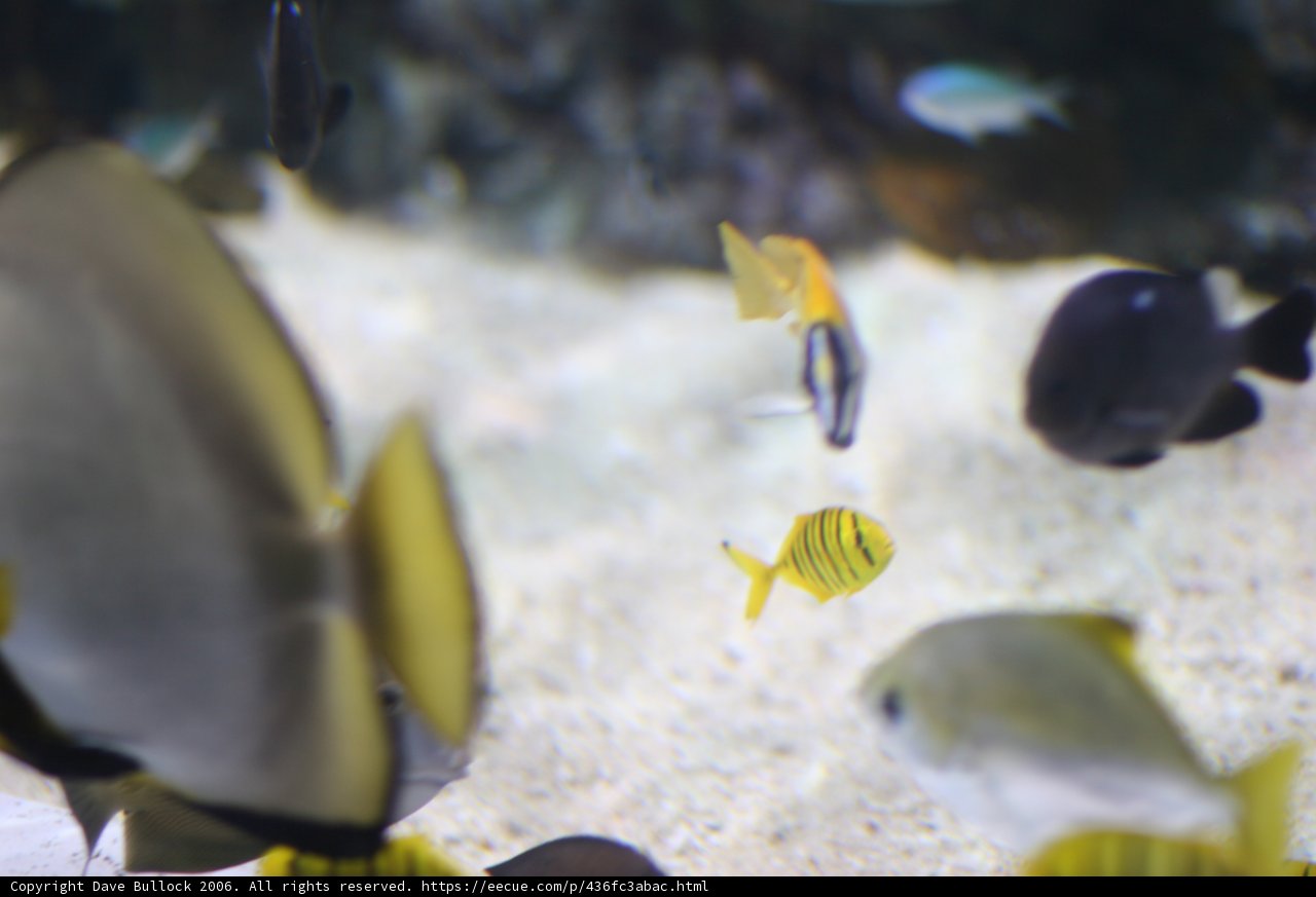 Underwater Delight