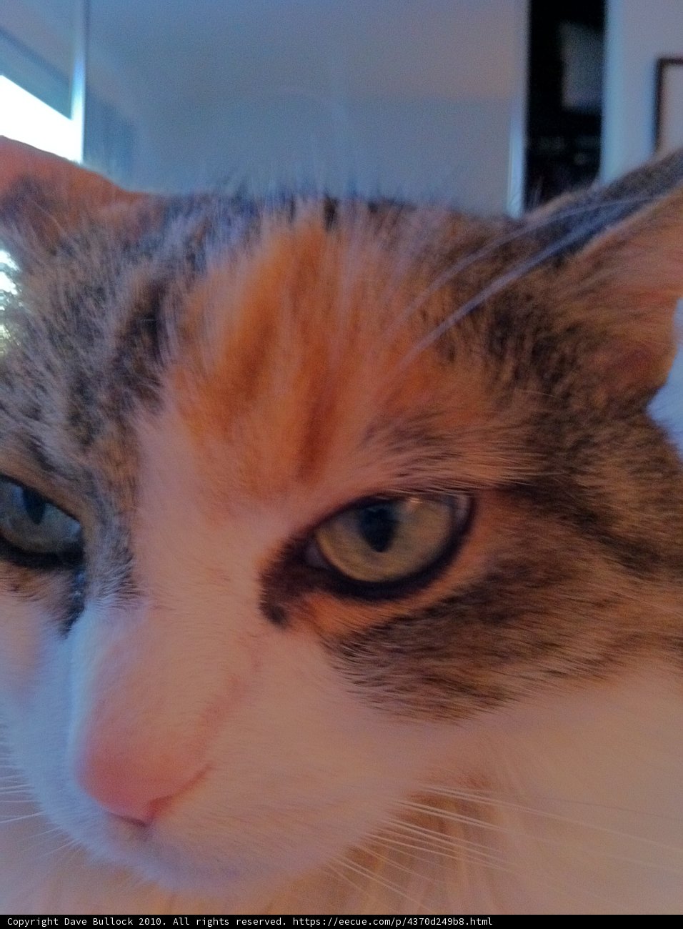 One Blue-Eyed Feline