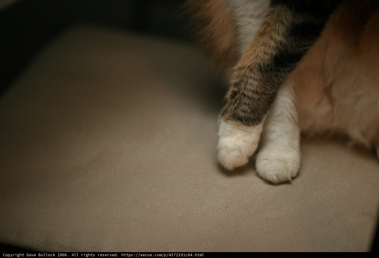 Comfortable Feline Seating