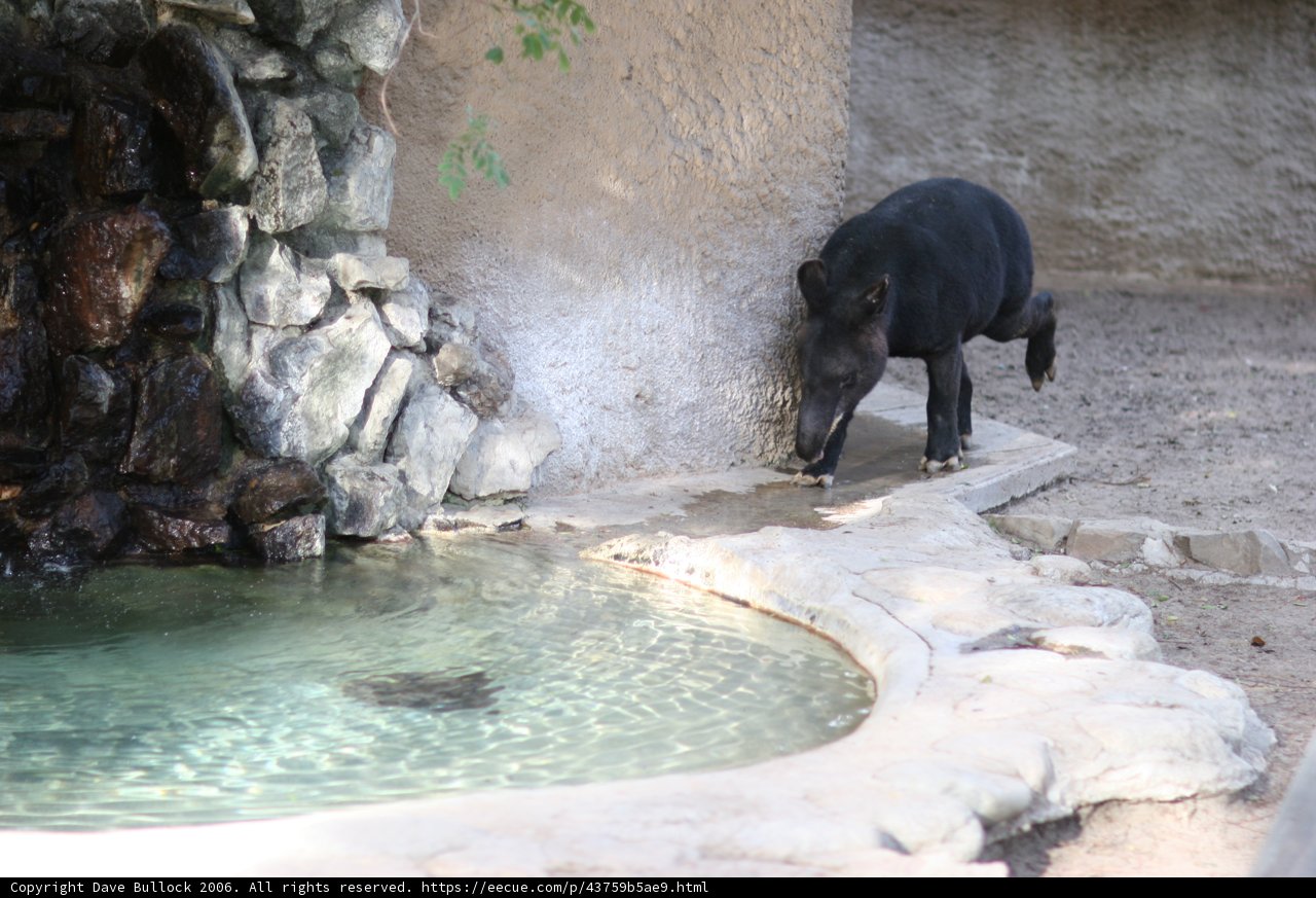 Black Bear Admiring the Fountain