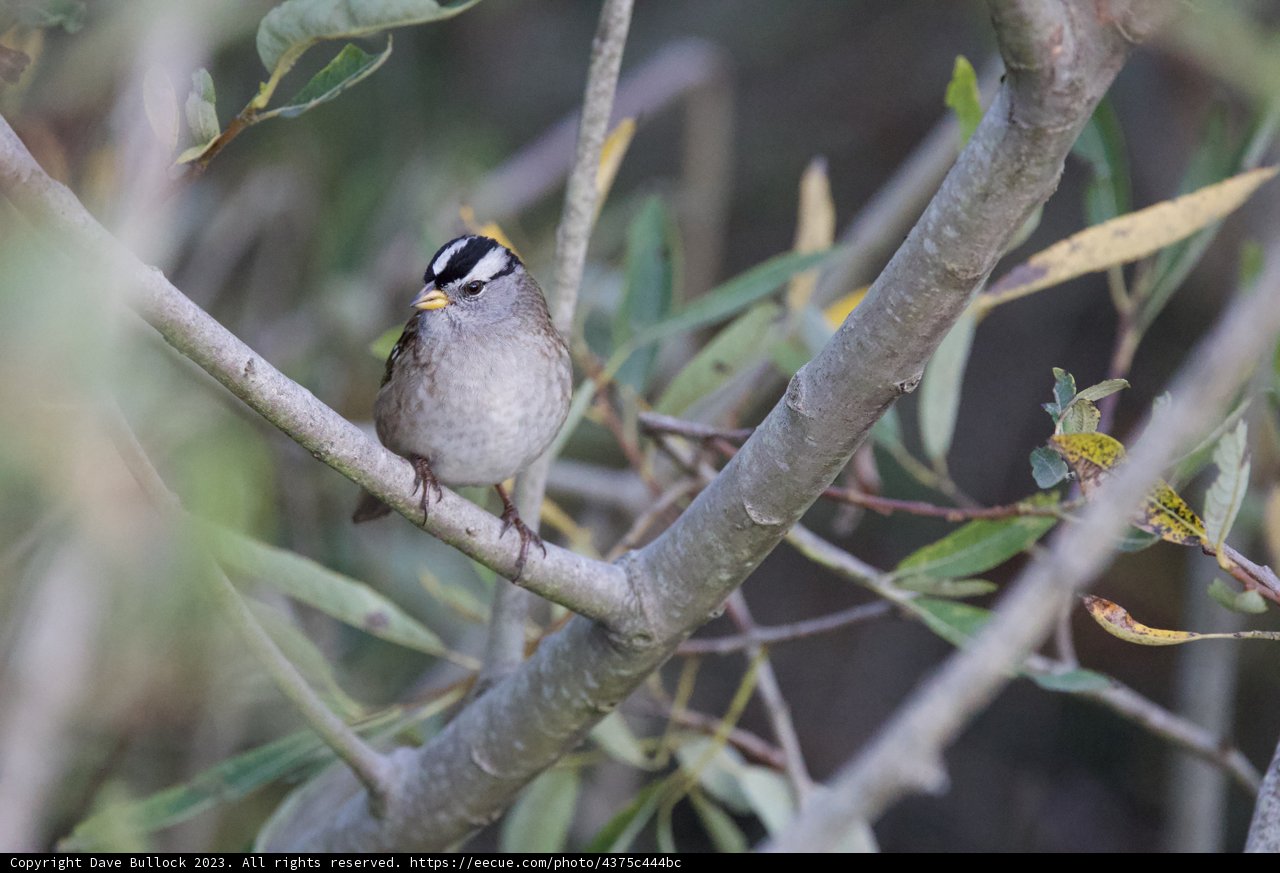 Delicate Visitor of Lake Merced