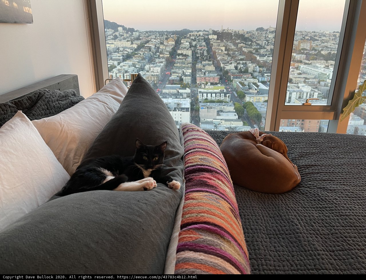 Cozy Pets in the City