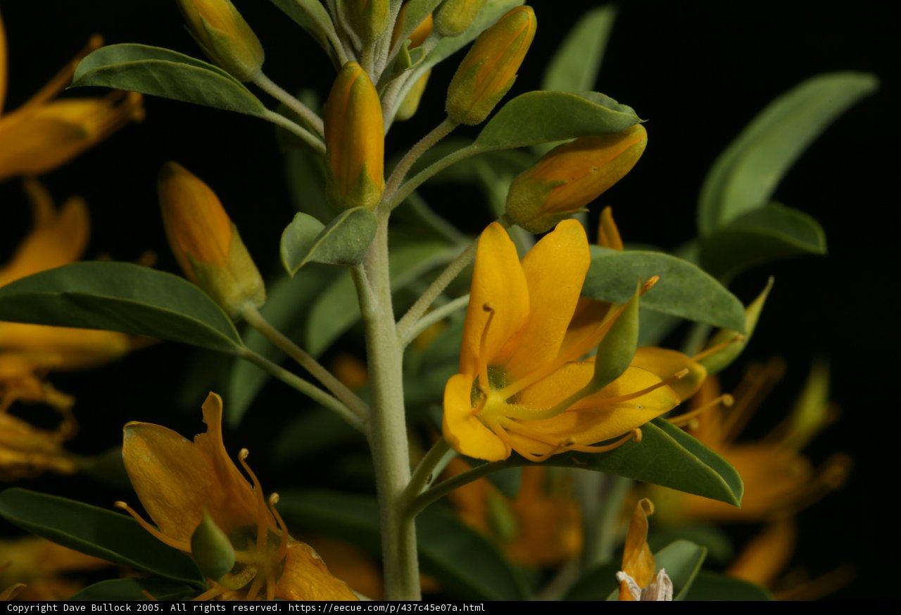 Burst of Yellow Blooms