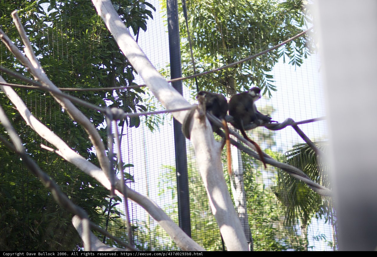 Monkey Business