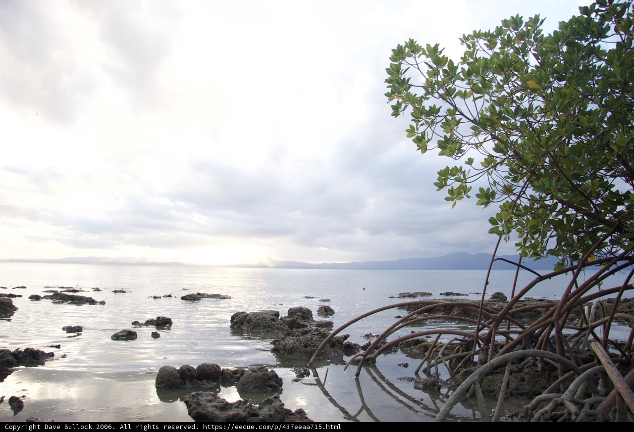 Majestic Mangrove Tree