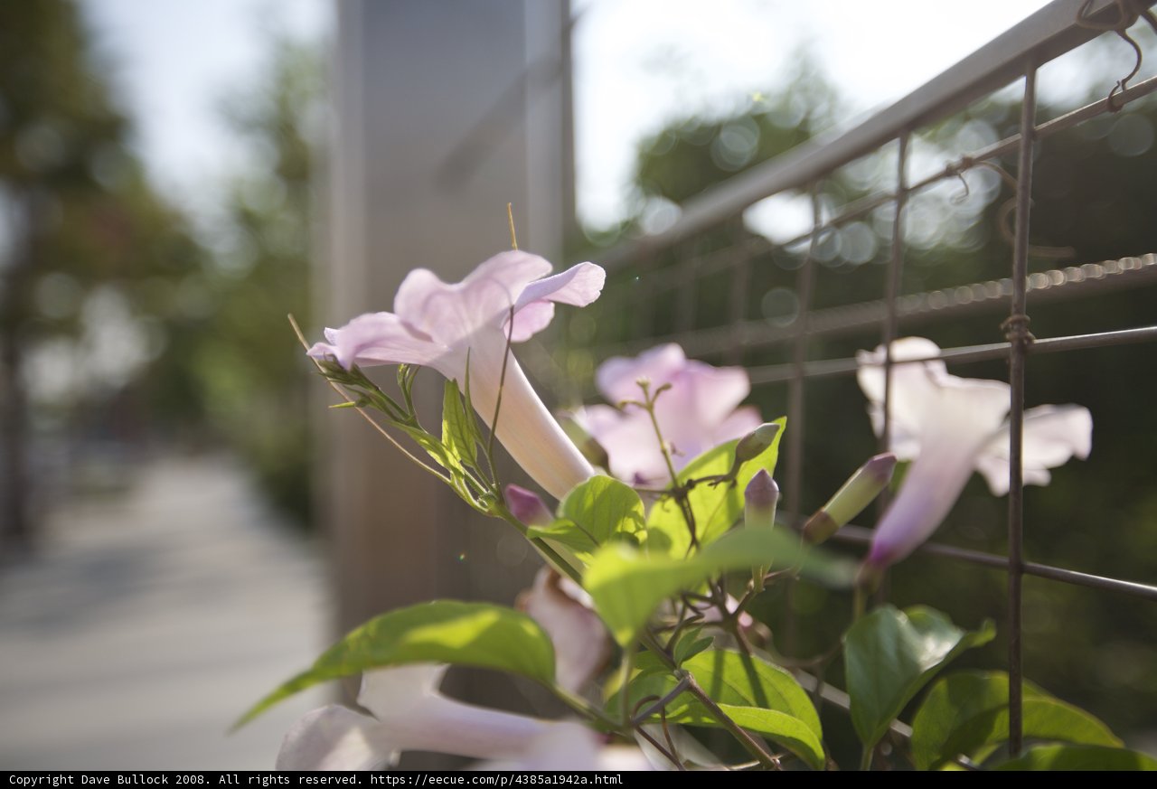 Geraniums in Bloom