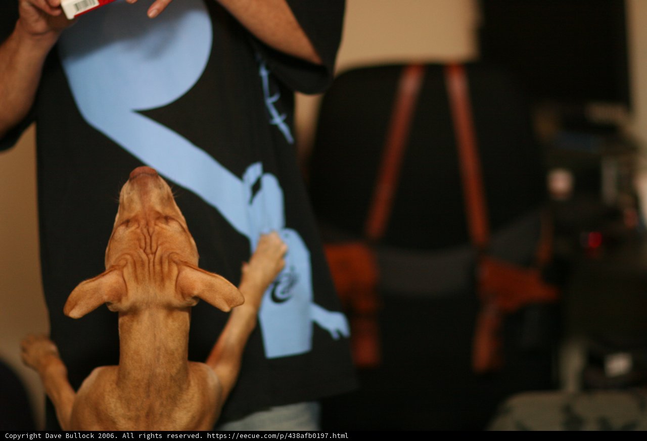 Canine High Five