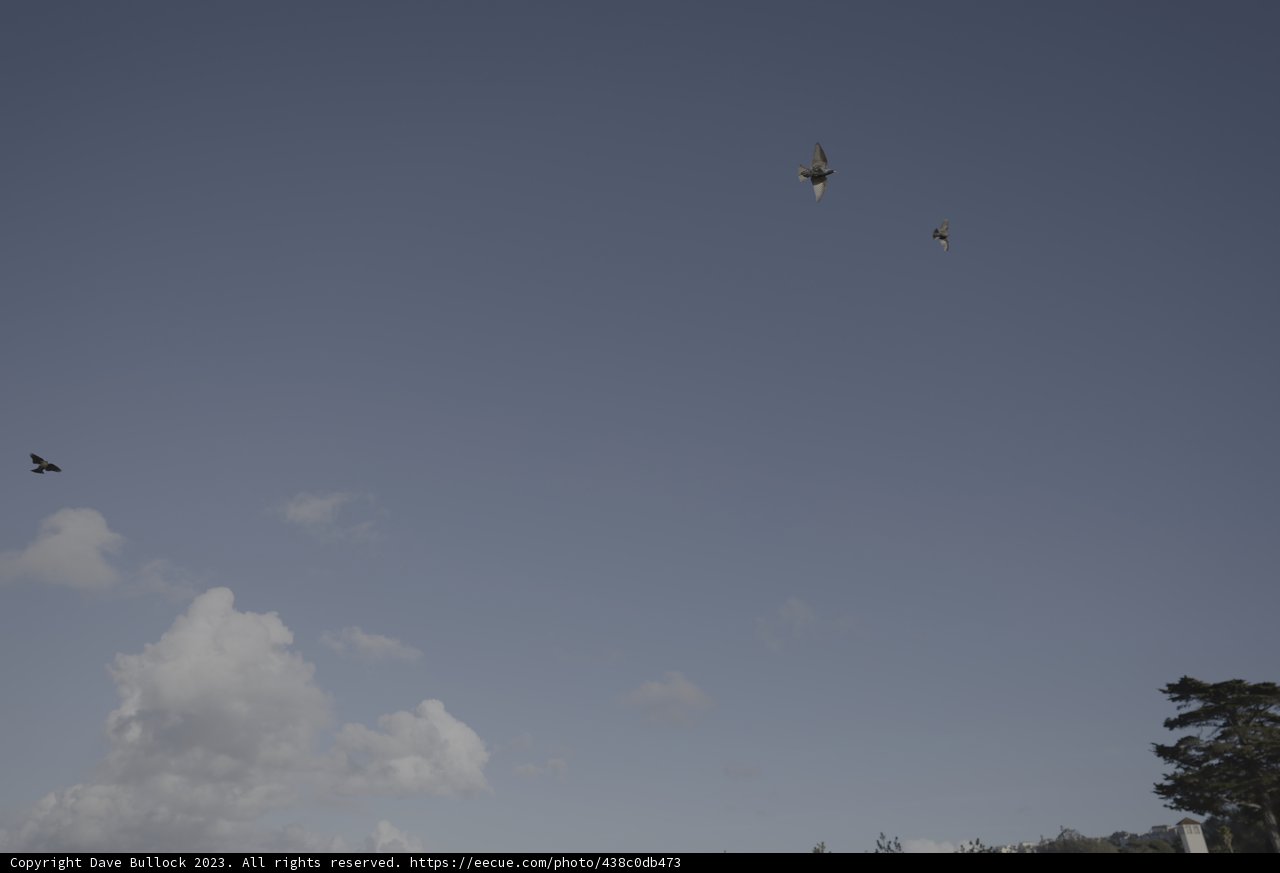 Flight of the Birds
