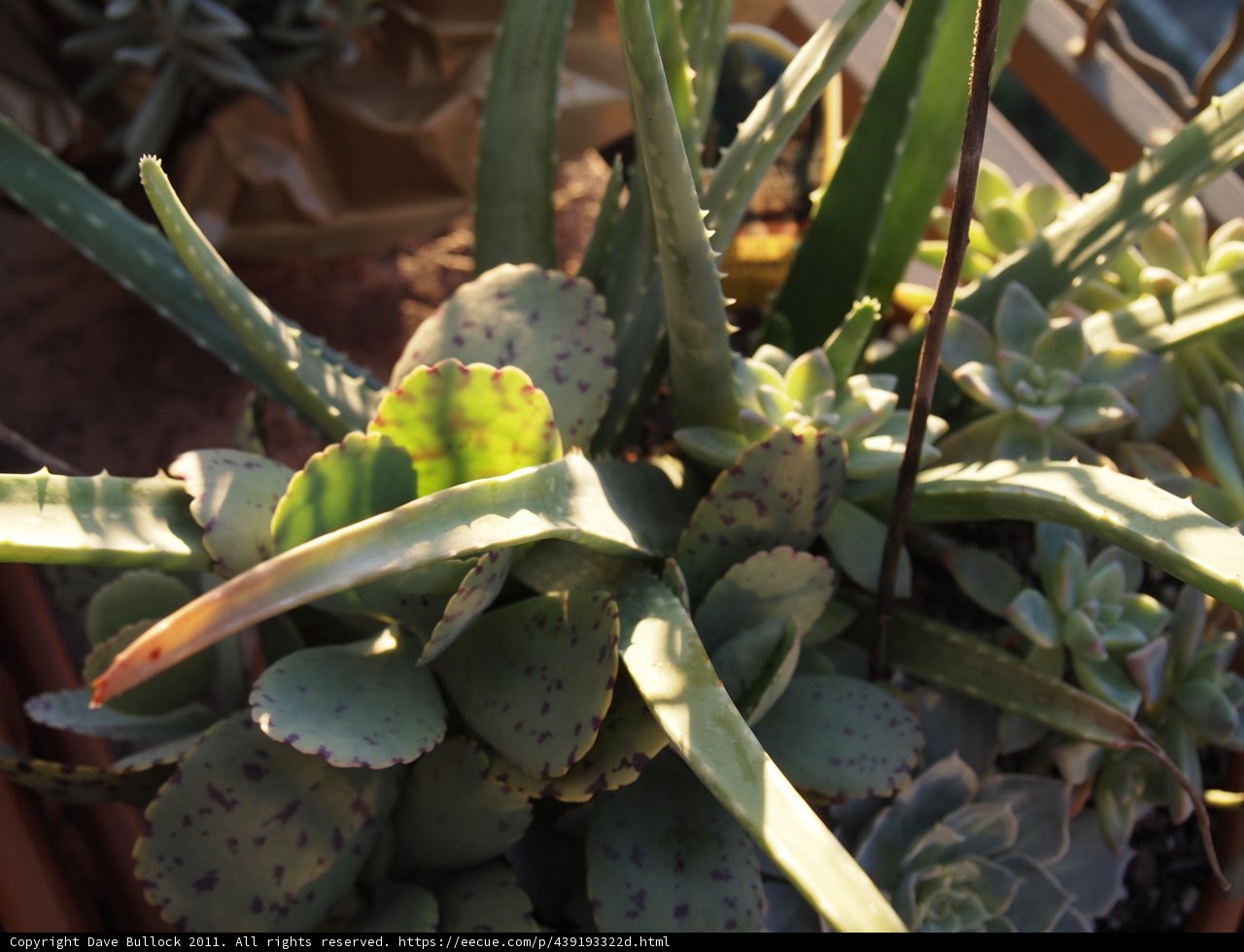 Serene Succulent