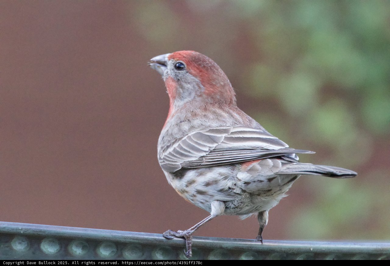 **Finch in Focus**