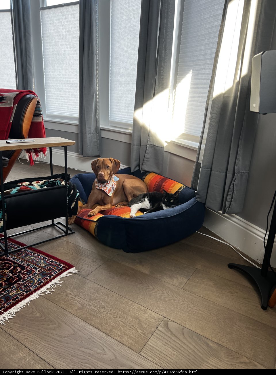 Cozy canine naptime