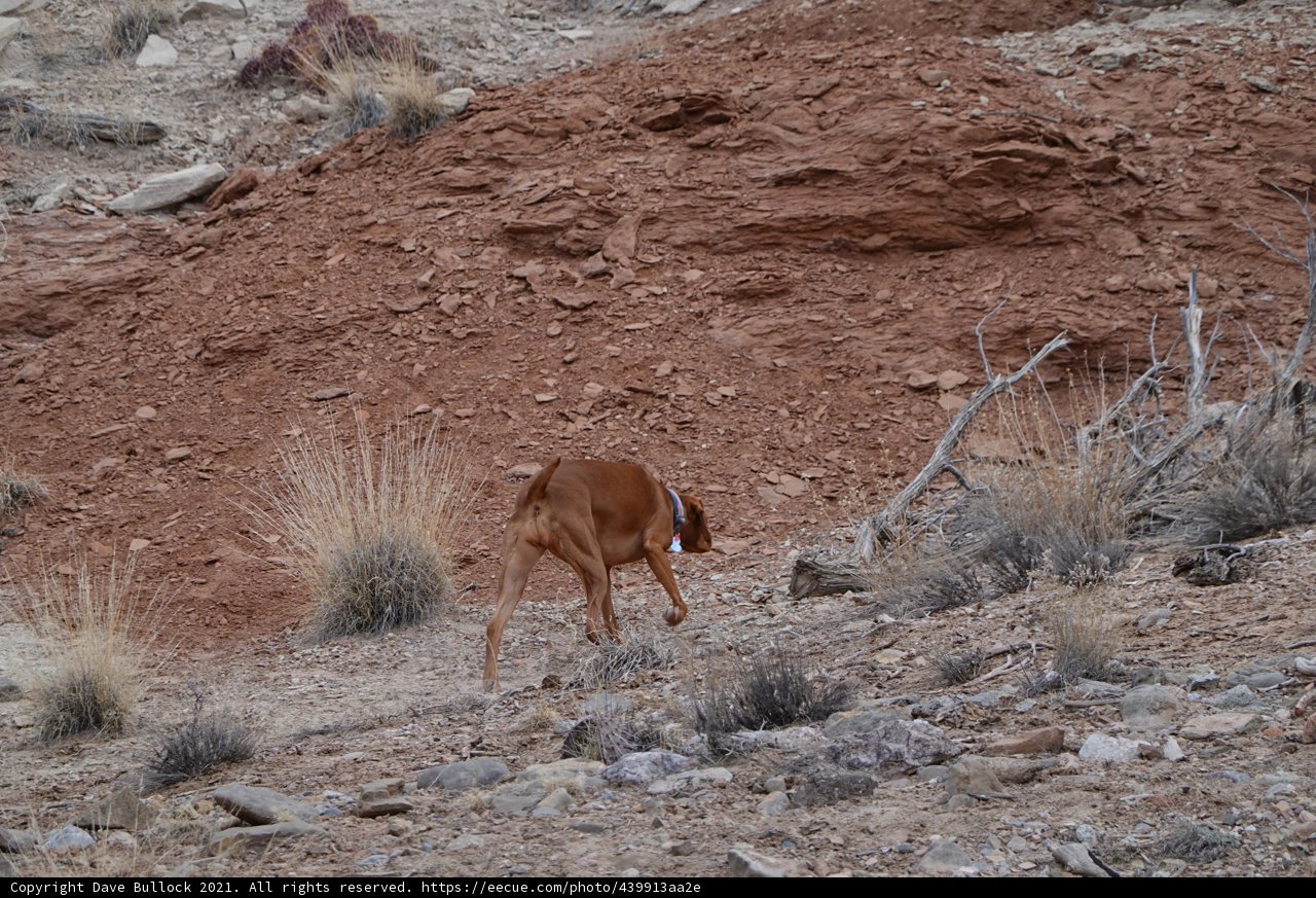 Impala on Rocky Hill
