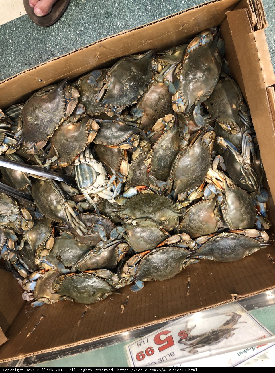 Blue Crabs Ready to be Devoured