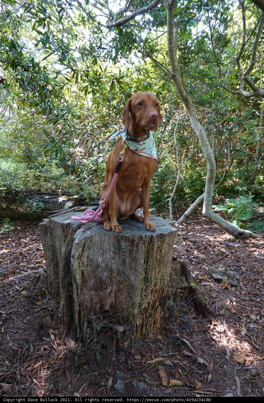Vizsla on a Tree Stump