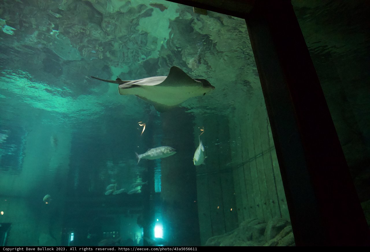 Majestic Trio in Monterey Bay Aquarium