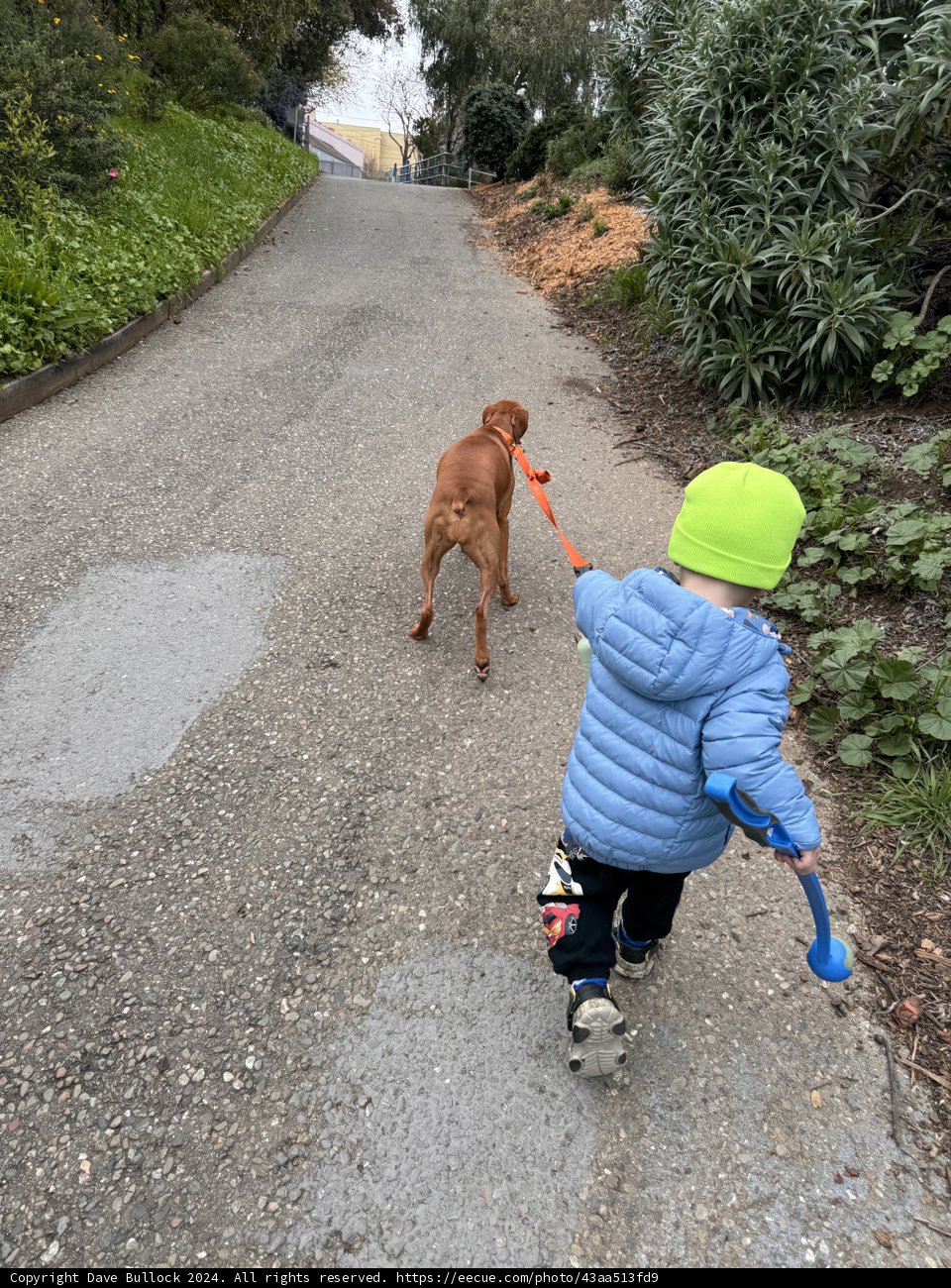 Urban Adventure: A Boy and His Dog