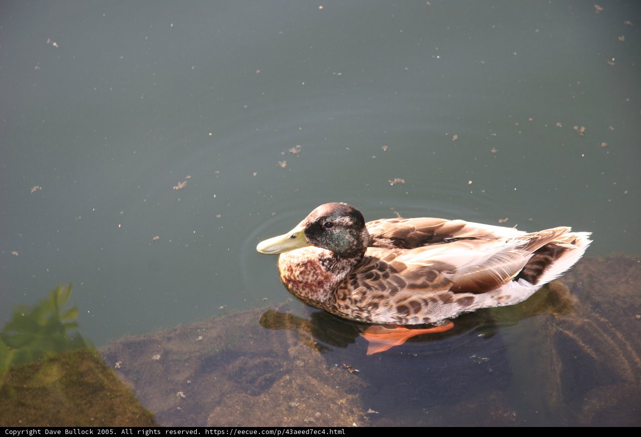 Mallard Duck Serenity