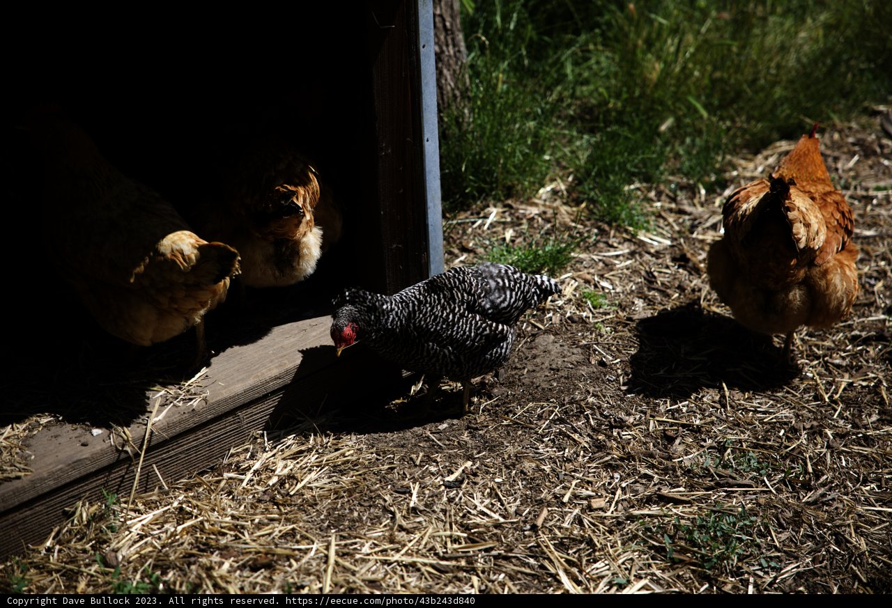 Chickens in the Shed - Regenerative Agriculture Class 2023